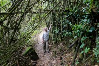 Dense jungle of connections