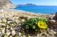 Flower on the beach