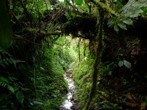 Our "trail" up into the jungle 