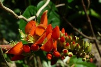 Flower from Banos, Ecuador