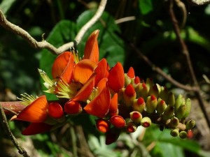 Flower from Banos, Ecuador