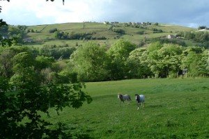 House sitting in the English countryside with horses as neighbors