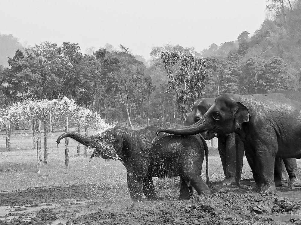 Elephant shower