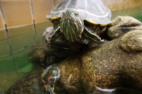 The art of the ask | asking for help | turtles